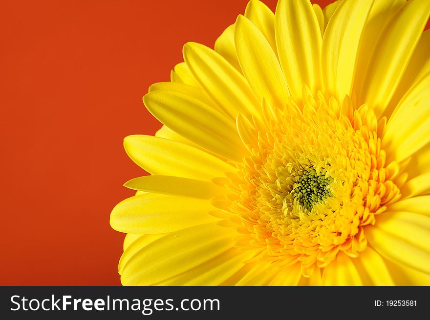 Delicate background with Beautiful yellow gerber flower