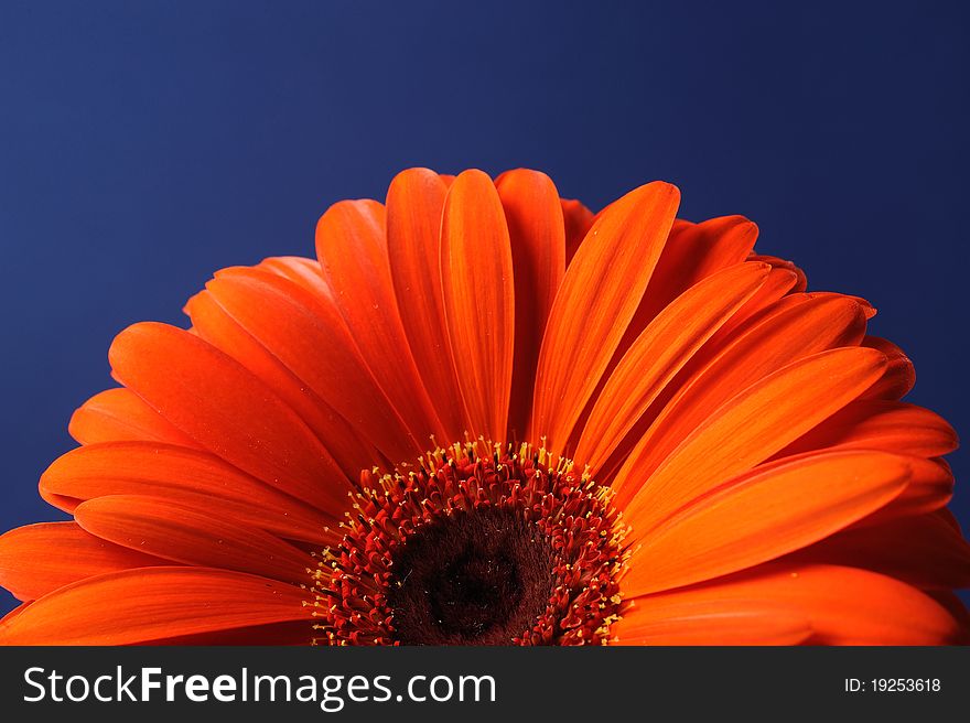 Delicate background with Beautiful yellow gerber flower