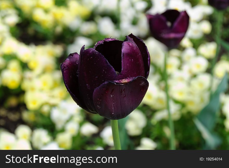 Tulip black background with yellow pansies. Tulip black background with yellow pansies