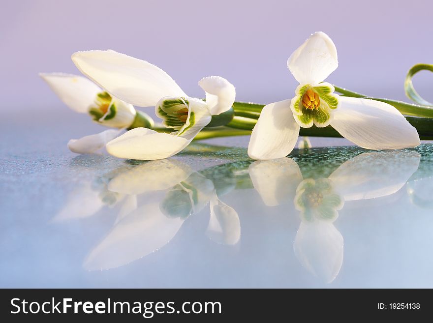 Spring the flowering of snowdrops with the reflection