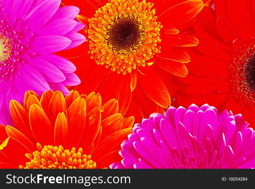 Background colorful gerberas close up