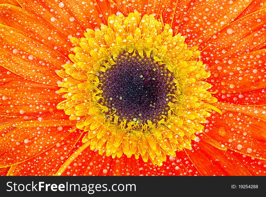Gerbera flower close up background