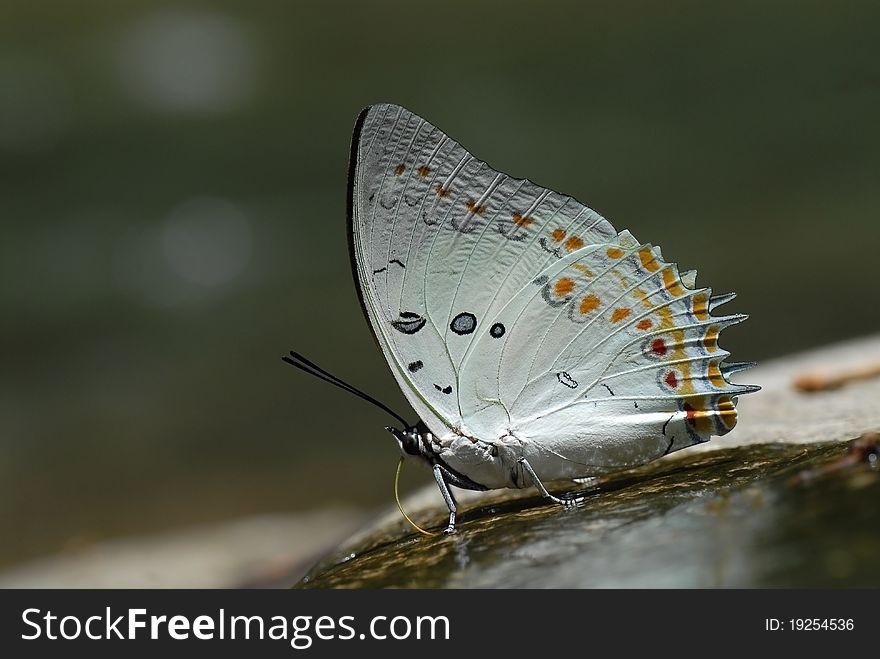 Butterfly  (Jewelled Nawab)