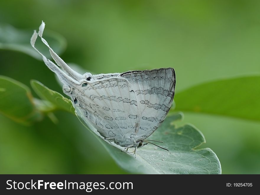 Butterfly (White Imperial)