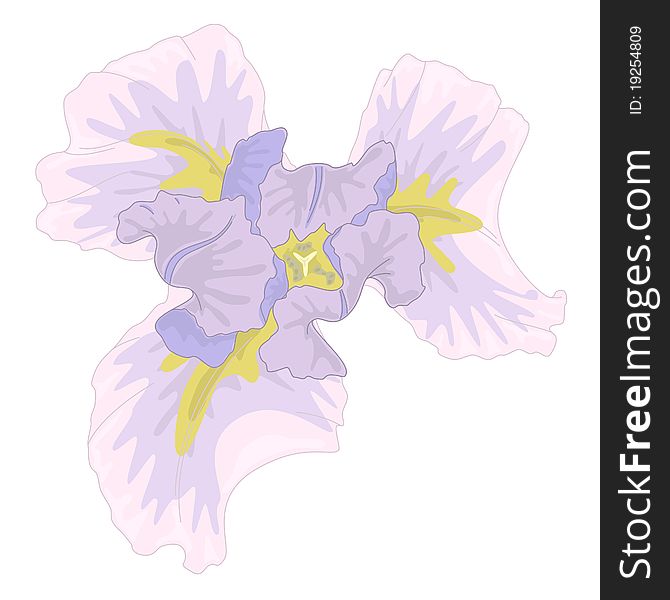 Vector pink iris in style of water color drawing. Vector pink iris in style of water color drawing.