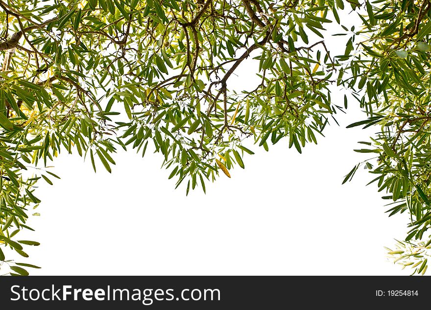 Green Leaves Isolated On White