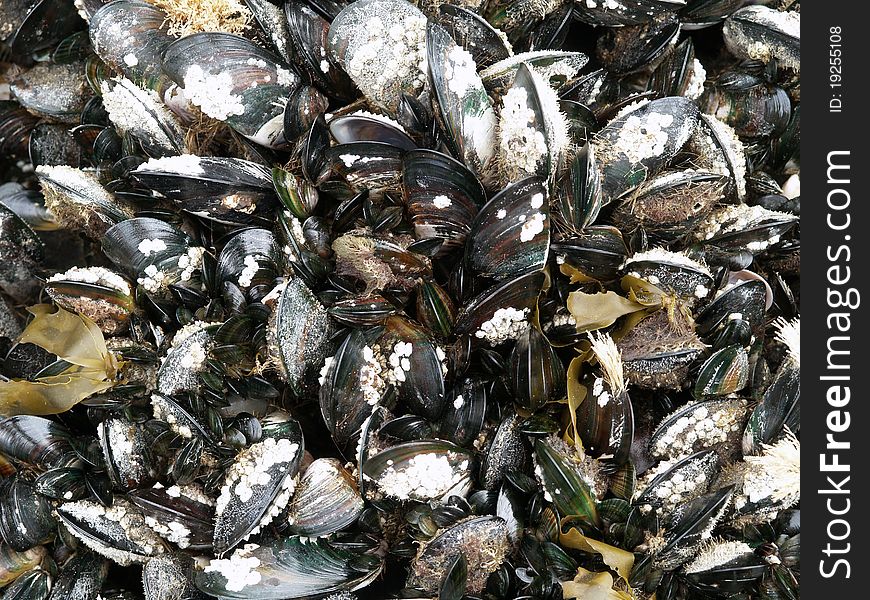 Cluster of green mussels, detail photo