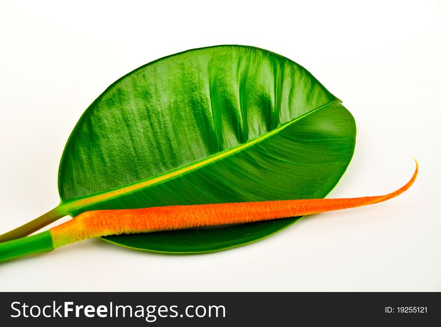 Beautiful rubber tree leaf isolated in white background. Beautiful rubber tree leaf isolated in white background.