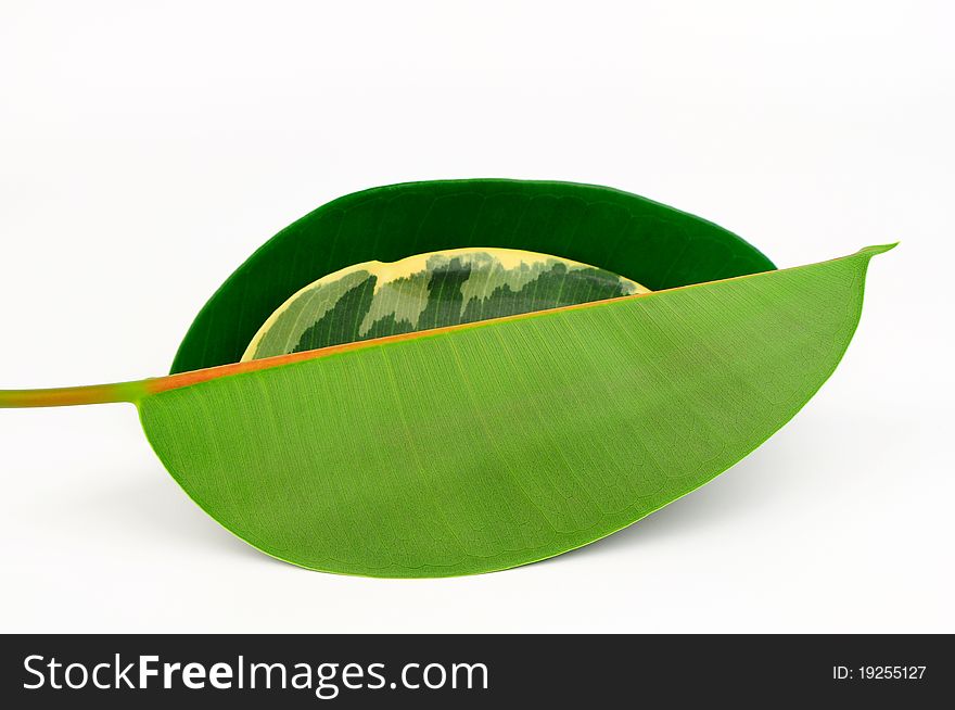 Three rubber tree leaves isolated in white background. Three rubber tree leaves isolated in white background.