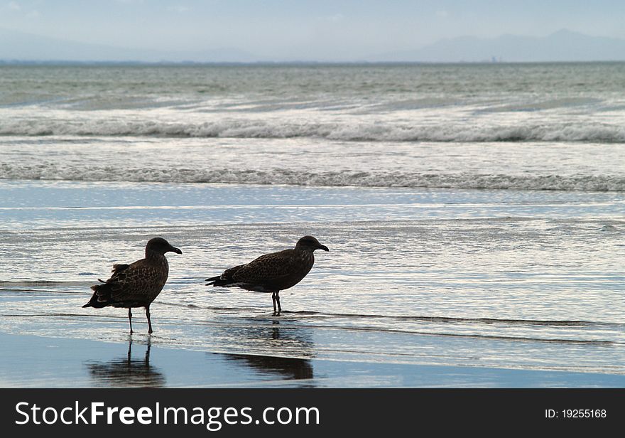 Two seagulls on the beach