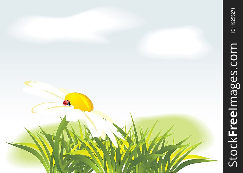 Chamomile and ladybird among grass. Illustration