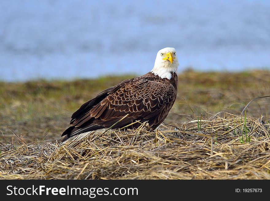 American Bald Eagle