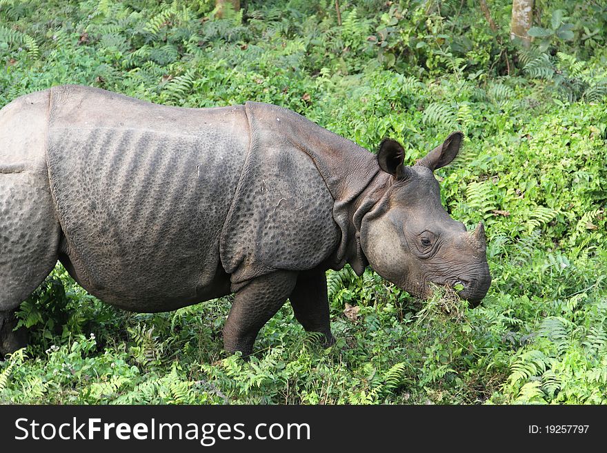 Meal of a One-Horned Asian Rhinoceros in Chitwan jungle, Nepal