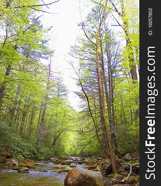 Creek with trees in the Spring.