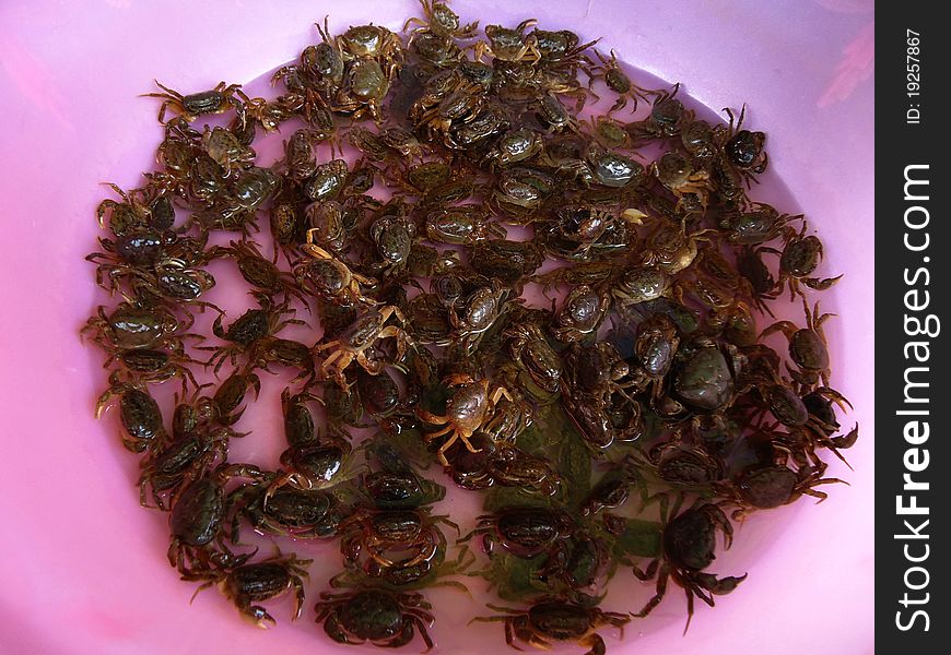 Crabs in a pink bucket, sold on a local Chinese market for cooking. Crabs in a pink bucket, sold on a local Chinese market for cooking.