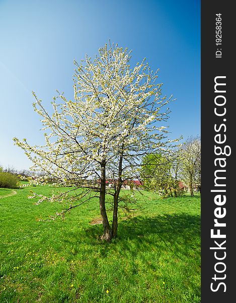 Flowers On Wild Cherry Tree