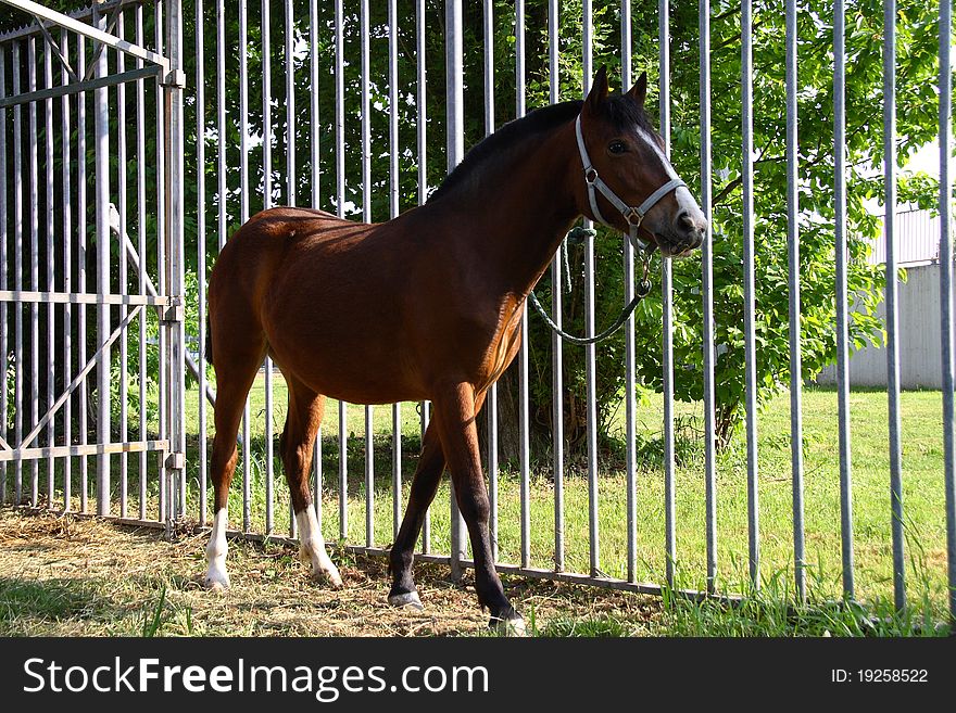 Portrait of brown horse tied to the gate