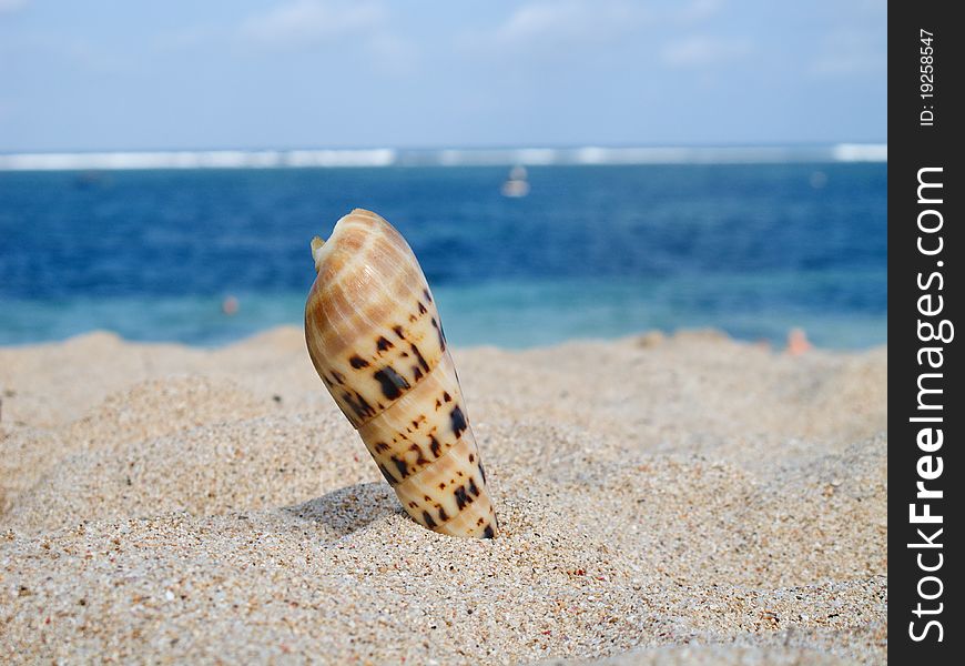 Beautiful sea shell on the sandy beach