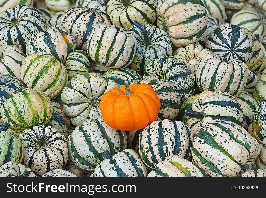 Colorful pumpkins collection on the autumn market