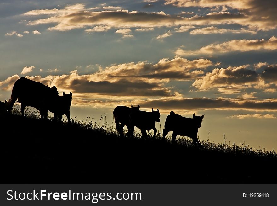 Cows coming home in the evening.