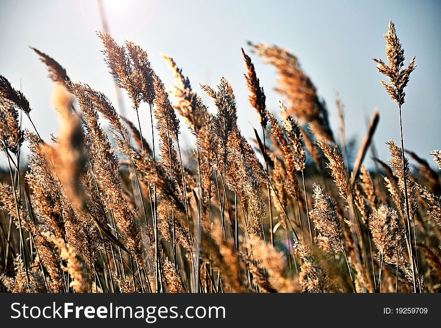 Golden wheat close-up in a farm field under blue sky