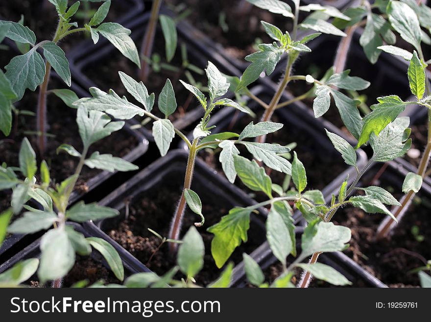 Containers of tomato seedings, young plants