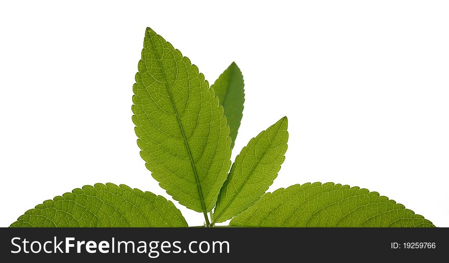 Young leaves isolated on white background