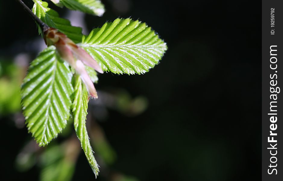 Fresh green spring beech tree leaves
