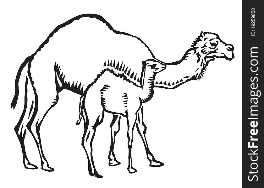 Vector illustration of two camels, a mother and child, walking. Vector illustration of two camels, a mother and child, walking