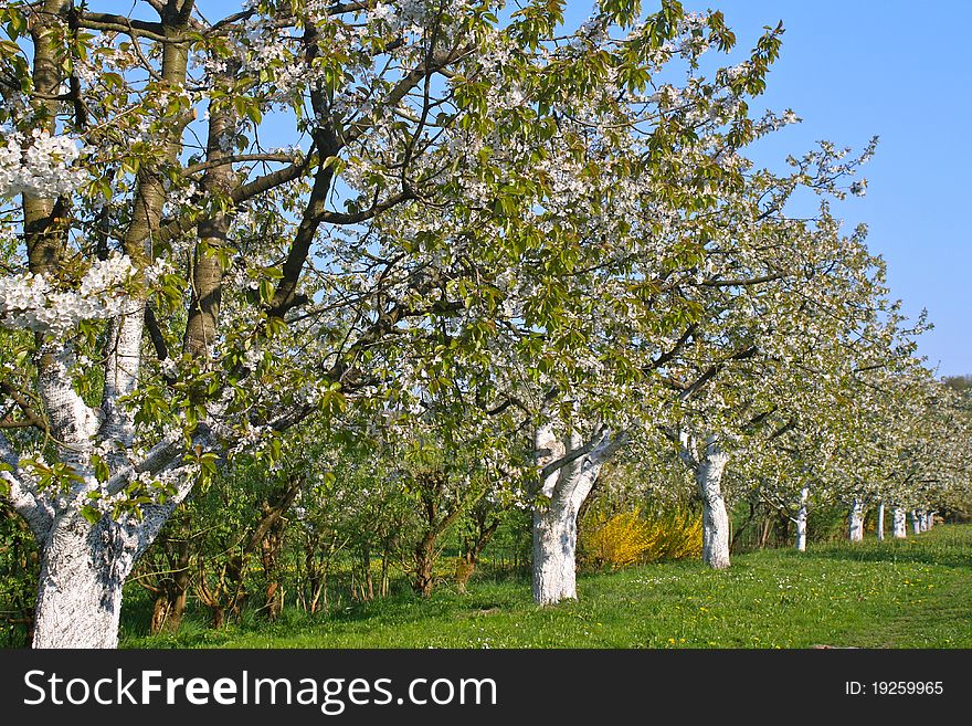 Row of blooming cherry trees near Kalchreuth, Bavaria, Germany. Row of blooming cherry trees near Kalchreuth, Bavaria, Germany