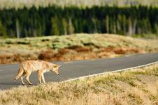 Coyote Hunting From Road Stock Photos Coyote Hunting From Road Stock Photos