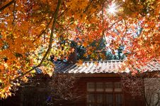 Orange Maple Tree And Leaves Royalty Free Stock Image Orange Maple Tree And Leaves Royalty Free Stock Image