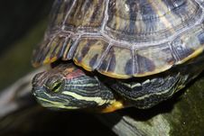 Painted Turtle Royalty Free Stock Images Painted Turtle Royalty Free Stock Images