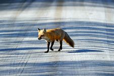 Red Fox Royalty Free Stock Photography