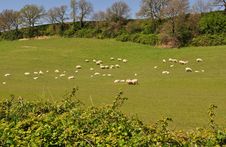 Green Field And Sheep Royalty Free Stock Photography