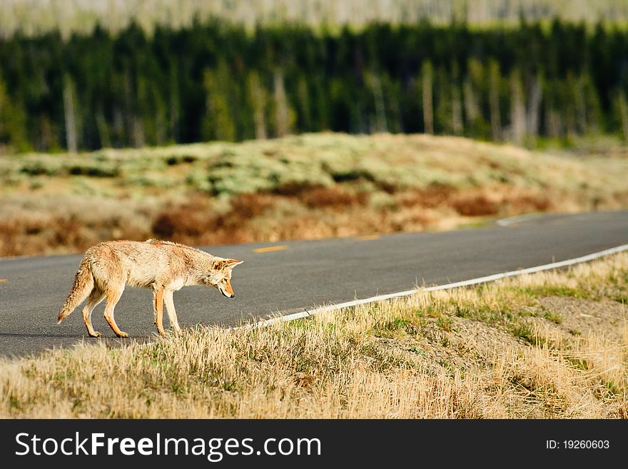 Coyote hunting along road, Yellowstone. Coyote hunting along road, Yellowstone.