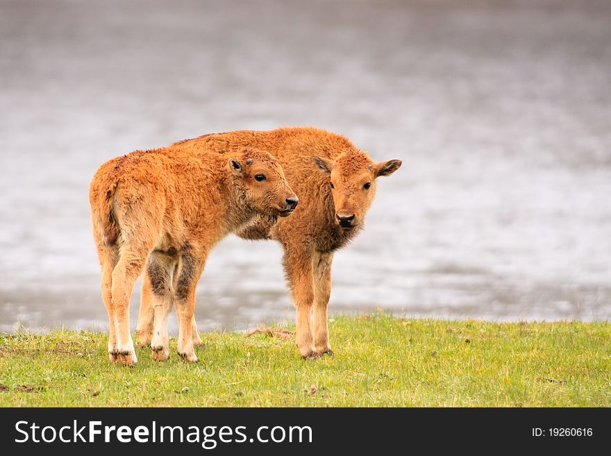 Two bison calves standing on the bank on the Madison River, Yellowstone National Park.