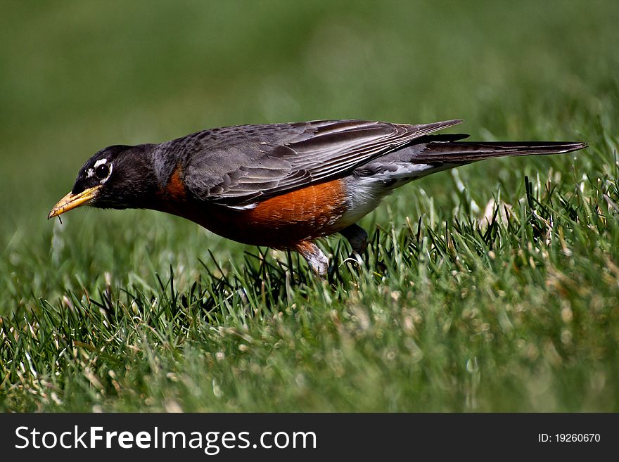 An American Robin hunting for food. An American Robin hunting for food.