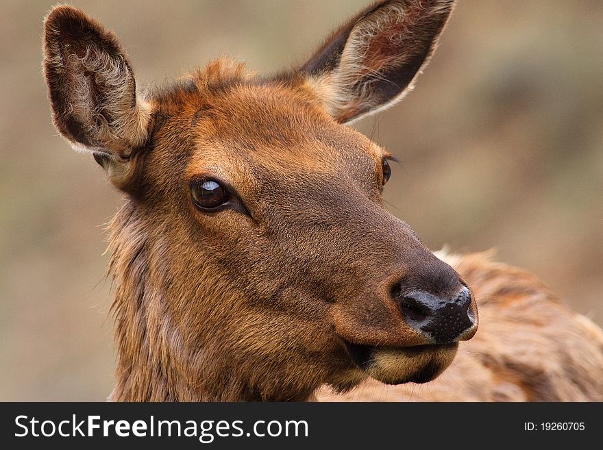 Close up portrait of a cow elk, Yellowstone National Park. Close up portrait of a cow elk, Yellowstone National Park.