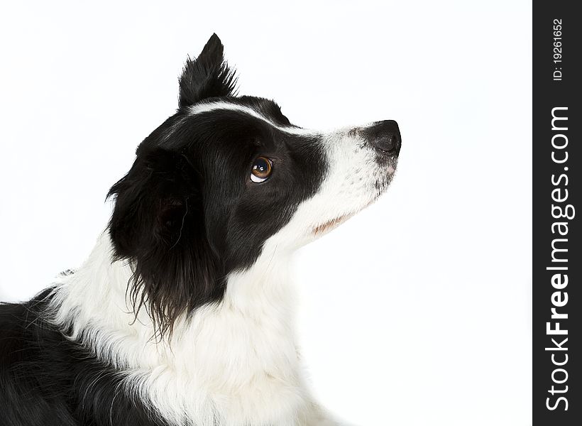 Border Collie Waiting