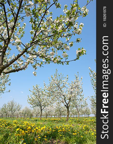 Blossoming apple orchard in spring. Blossoming apple orchard in spring