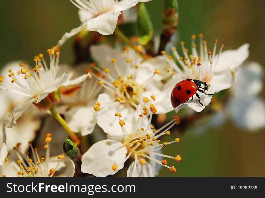 Spring mood with colors and ladybug