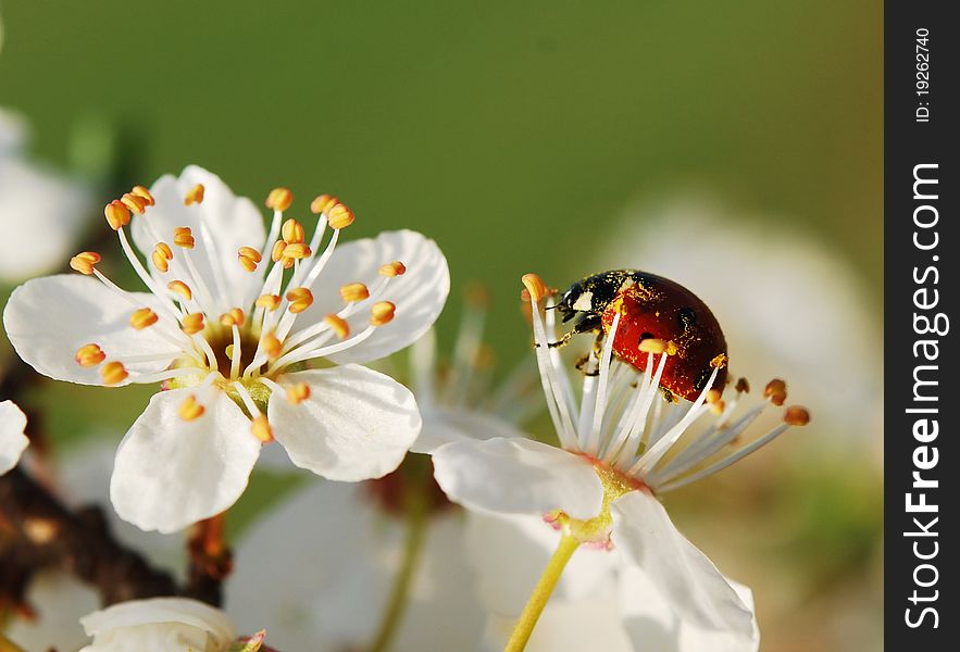 Spring mood with colors and ladybug