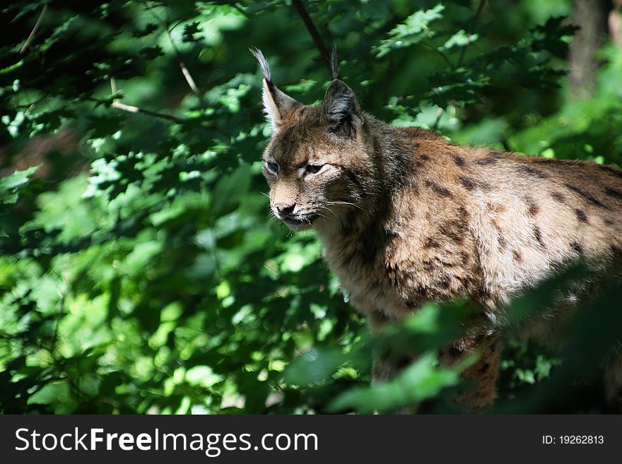 Eurasian lynx (Lynx Lynx) in scrub. Eurasian lynx (Lynx Lynx) in scrub