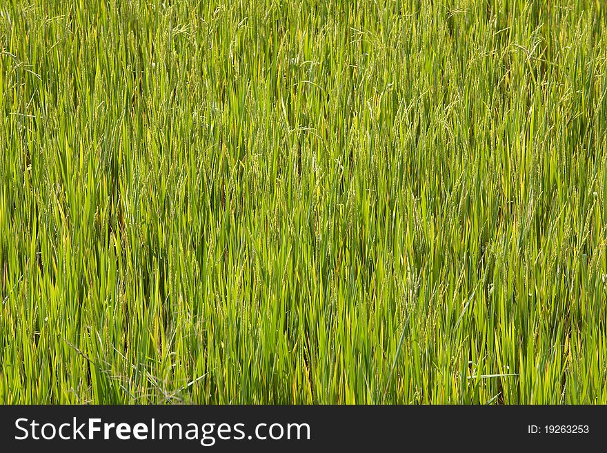 Paddy Field, Rice and Thai Agriculture