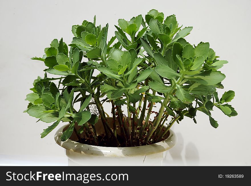 A green plant in the flowerpot