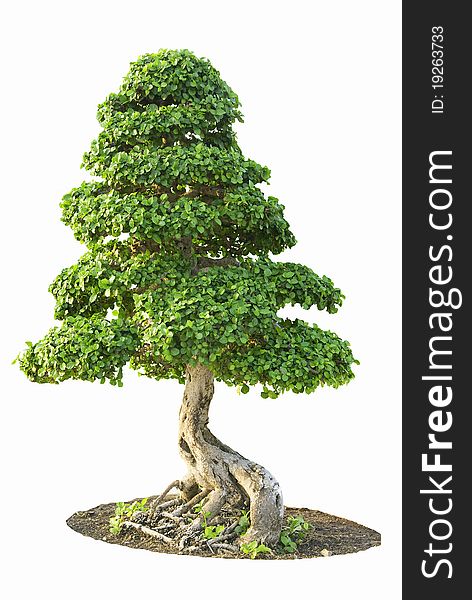 Isolated Fig Tree bonsai