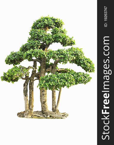 Isolated Fig Tree bonsai