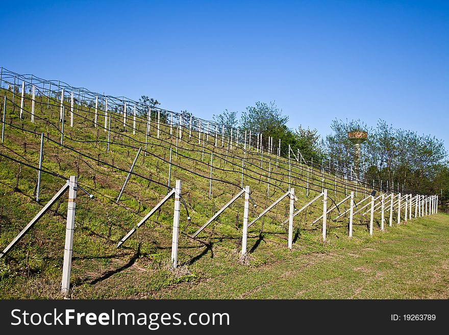 Vineyard with a drip irrigation system running along the top of the vines. Vineyard with a drip irrigation system running along the top of the vines