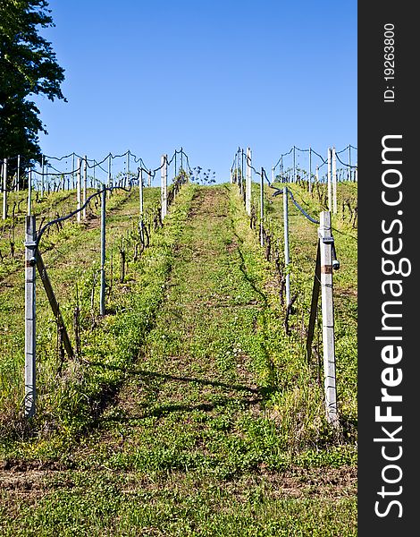 Vineyard with a drip irrigation system running along the top of the vines. Vineyard with a drip irrigation system running along the top of the vines